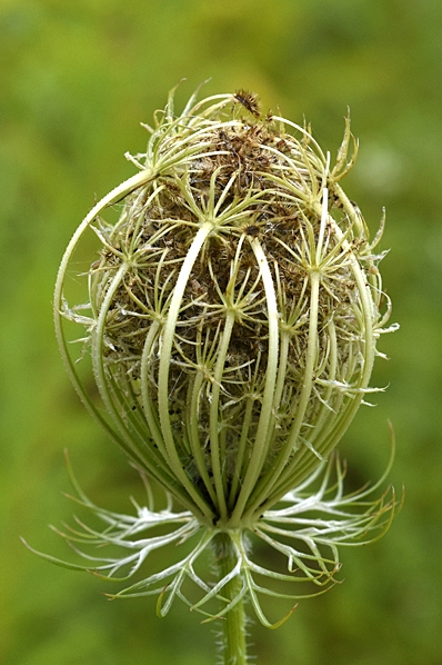 Vildmorot, Daucus carota 