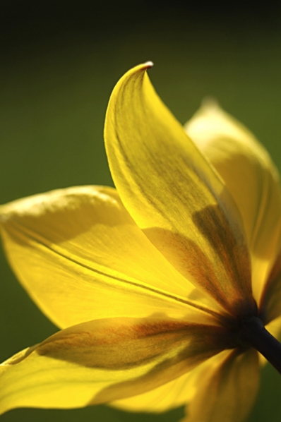 Vildtulpan, Tulipa sylvestris, tulpan, tulpaner