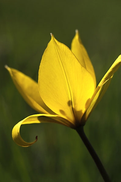 Vildtulpan, Tulipa sylvestris, tulpan, tulpaner