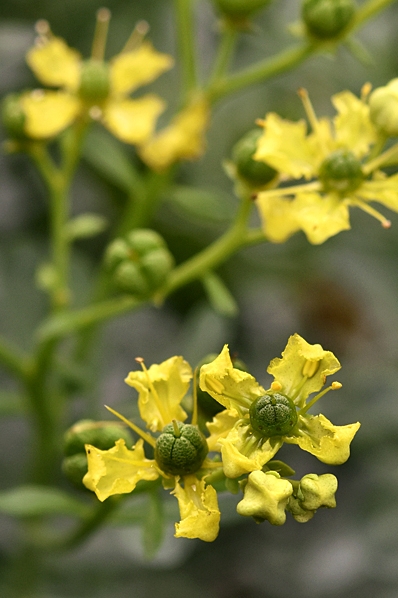 Vinruta, Ruta graveolens