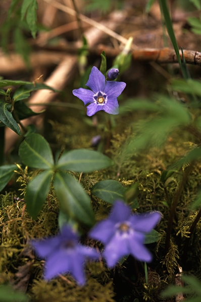 Vintergröna, Vinca minor