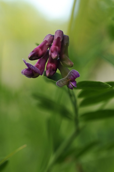 Vippärt, Lathyrus niger
