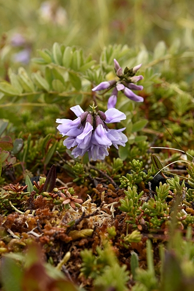 Vippvedel, Astragalus norvegicus, vedel