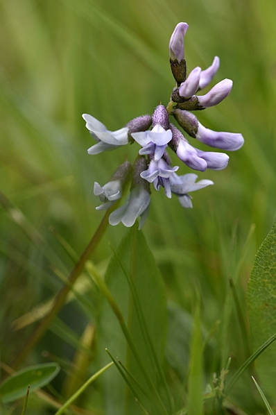 Vippvedel, Astragalus norvegicus