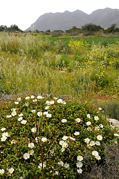 Cistros, Cistus salviifolius, Dvärgcistros