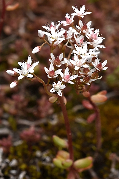Vit fetknopp, Sedum album