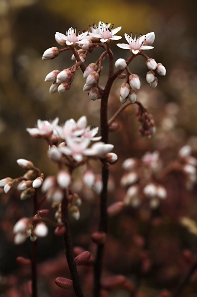 Vit fetknopp, Sedum album