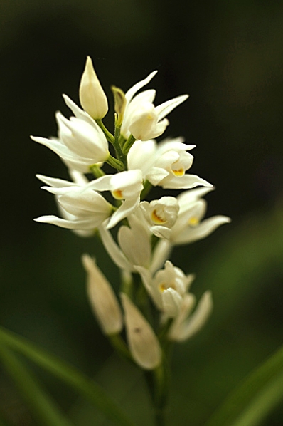 Vit skogslilja, Cephalanthera longifolia, Svärdsyssla