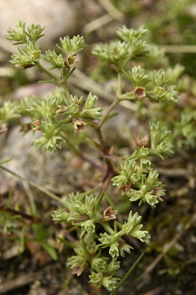 Vitknavel, Scleranthus perennis