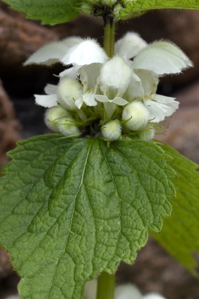 Vitplister, Lamium album