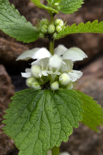 Vitplister, Lamium album