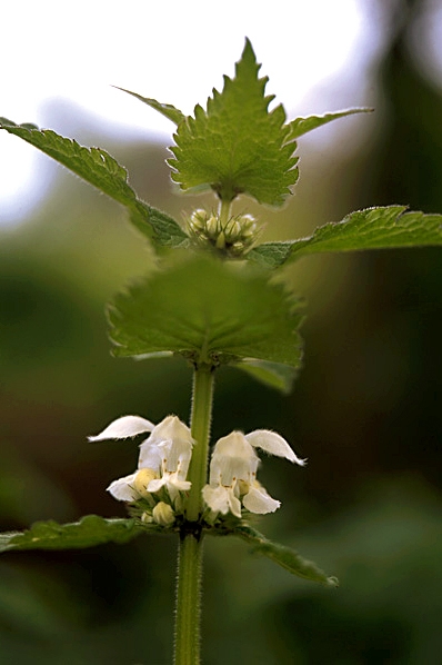 Vitplister, Lamium album