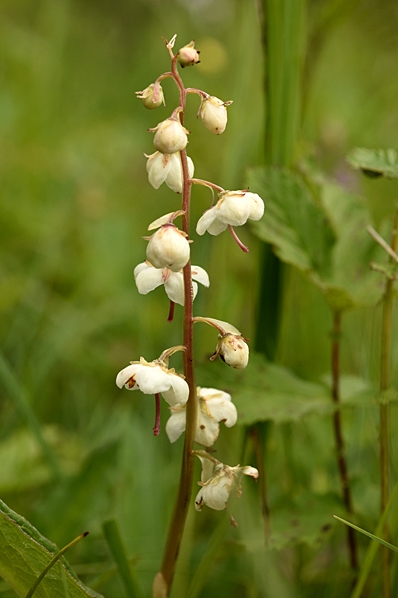 Vitpyrola, Pyrola rotundifolia