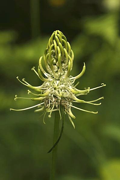 Vitrapunkel, Phyteuma spicatum