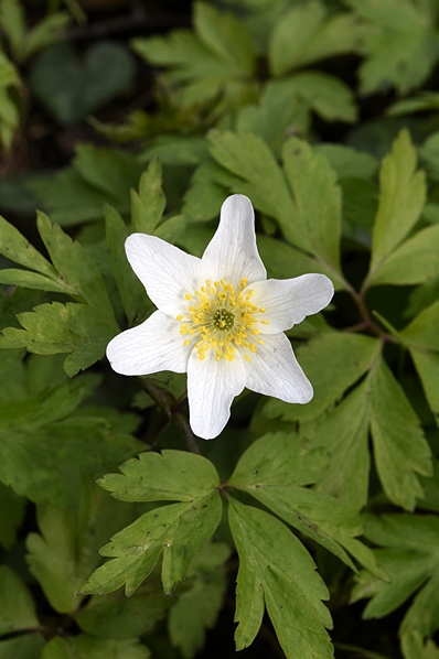Vitsippa, Anemone nemorosa