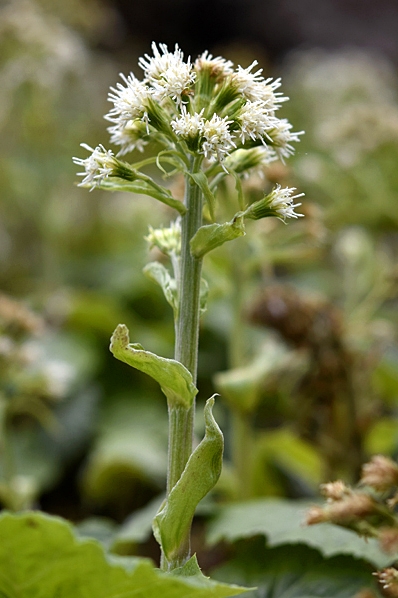 Vitskråp, Petasites albus, skråp