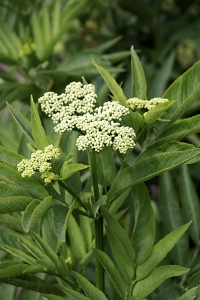 Sommarfläder,  Sambucus ebulus