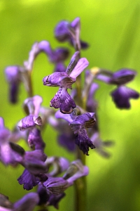 Göknycklar, Anacamptis morio, Orchis morio