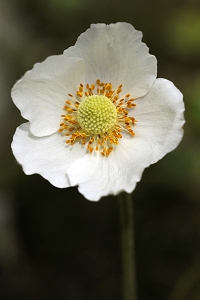 Tovsippa, Anemone sylvestris