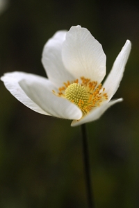 Tovsippa, Anemone sylvestris