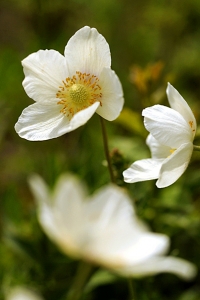 Tovsippa, Anemone sylvestris