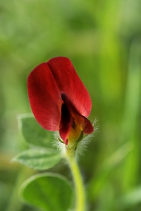 Sparrisärt, Tetragonolobus purpureus, Lotus tetragonolobus