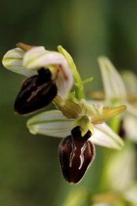 Spindelofrys, Ophrys sphegodes, Spindel-ofrys