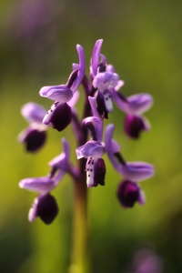 Sporrnycklar, Anacamptis morio ssp. longicornu