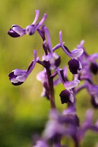 Sporrnycklar, Anacamptis morio ssp. longicornu
