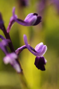 Sporrnycklar, Anacamptis morio ssp. longicornu