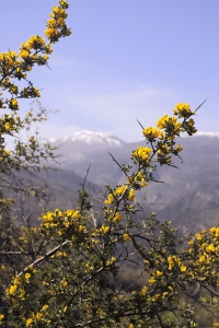 Törnginst, Calicotome spinosa, ginst