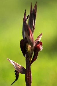 Satyrnycklar, Serapias sp.