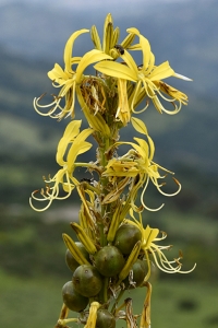 Junkerlilja, Asphodeline lutea