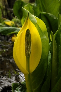 Gul skunkkalla, Lysichiton americanus, skunkkalla, kalla