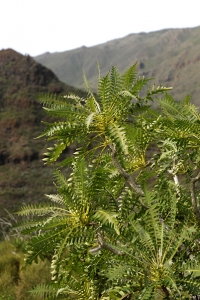 Sonchus canariensis, molke