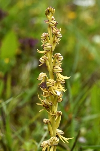 Spökyxne, Aceras anthropophorum, Orchis anthropophora