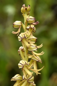 Spökyxne, Aceras anthropophorum, Orchis anthropophora