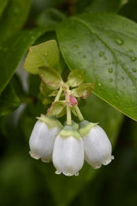 Amerikanskt blåbär, Vaccinium corymbosum