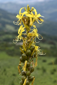 Junkerlilja, Asphodeline lutea