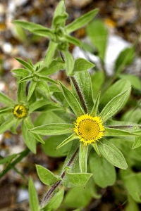 Liten strandstjärna, Asteriscus aquaticus