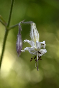 Backglim, Silene nutans