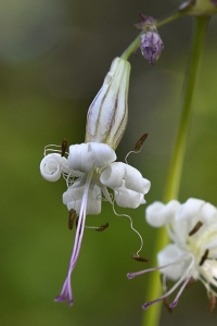 Backglim, Silene nutans