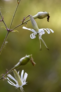 Backglim, Silene nutans