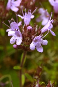 Backtimjan, Thymus serpyllum