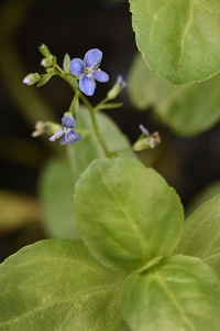Bäckveronika, Veronica beccabunga