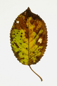Löv, Blad, höstlöv