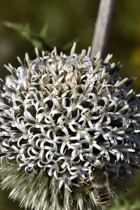 Bolltistel, Echinops sphaerocephalus