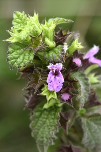 Bosyska, Ballota nigra