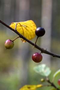 Brakved, Rhamnus frangula, träd, buskar