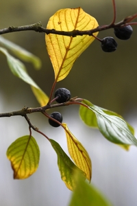 Brakved, Rhamnus frangula
